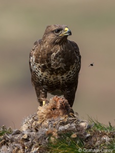 Buzzard (Buteo buteo) Graham Carey